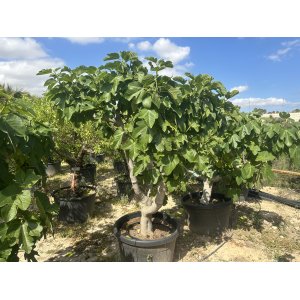 Figovník (Ficus carica) ´BROWN TURKEY´ - EXEMPLÁR  (-20°C) 